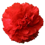 red Carnation
