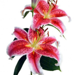 Lily Oriental