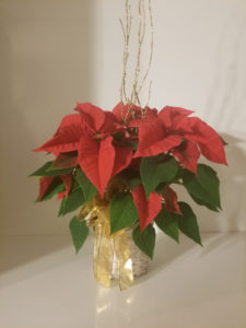 Small Christmas Poinsettia