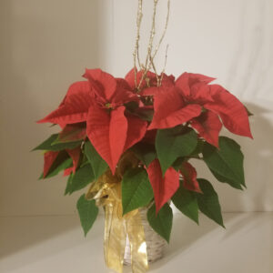 Small Christmas Poinsettia