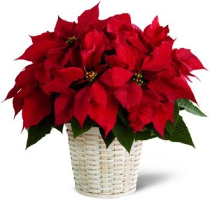 Christmas Large Poinsettia