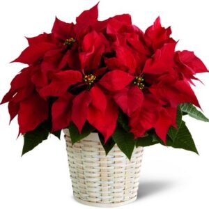 Christmas Large Poinsettia