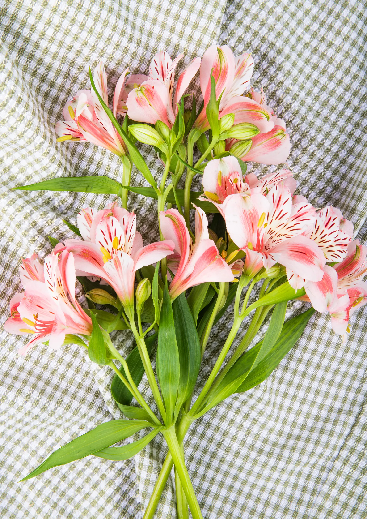 bouquet flowers Alstroemeria Flower