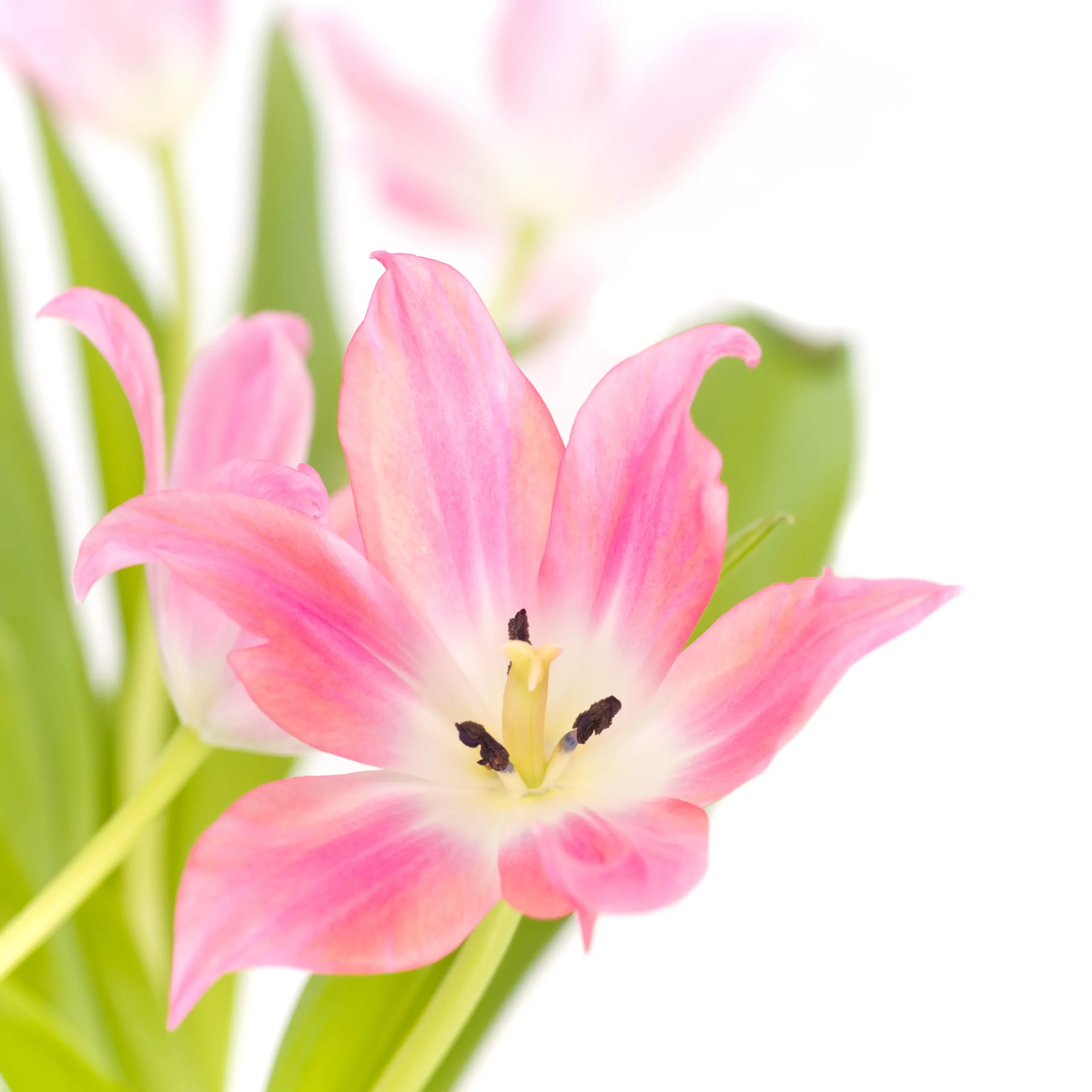 bouquet flowers Alstroemeria Flower