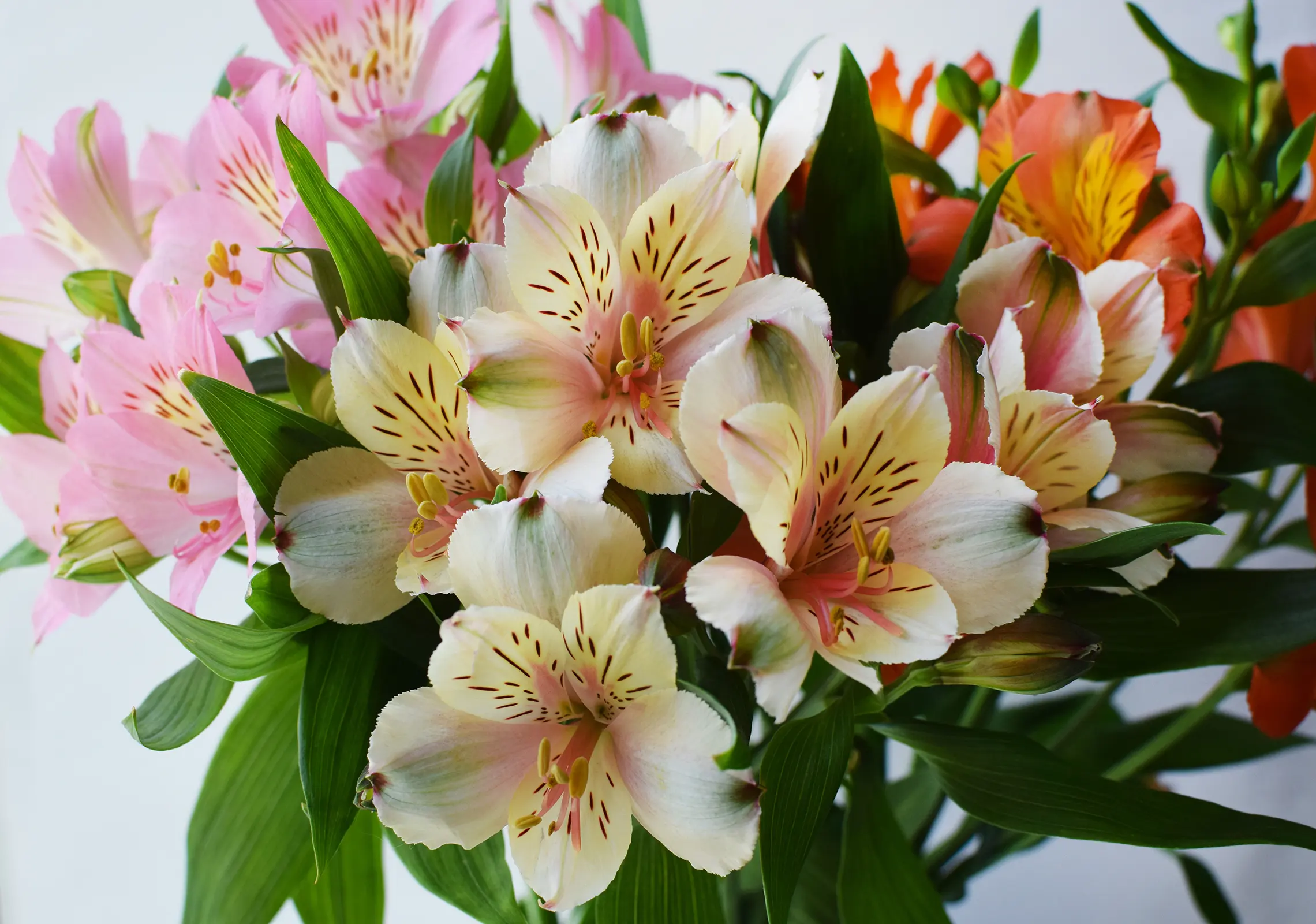 bouquet flowers Alstroemeria Flower