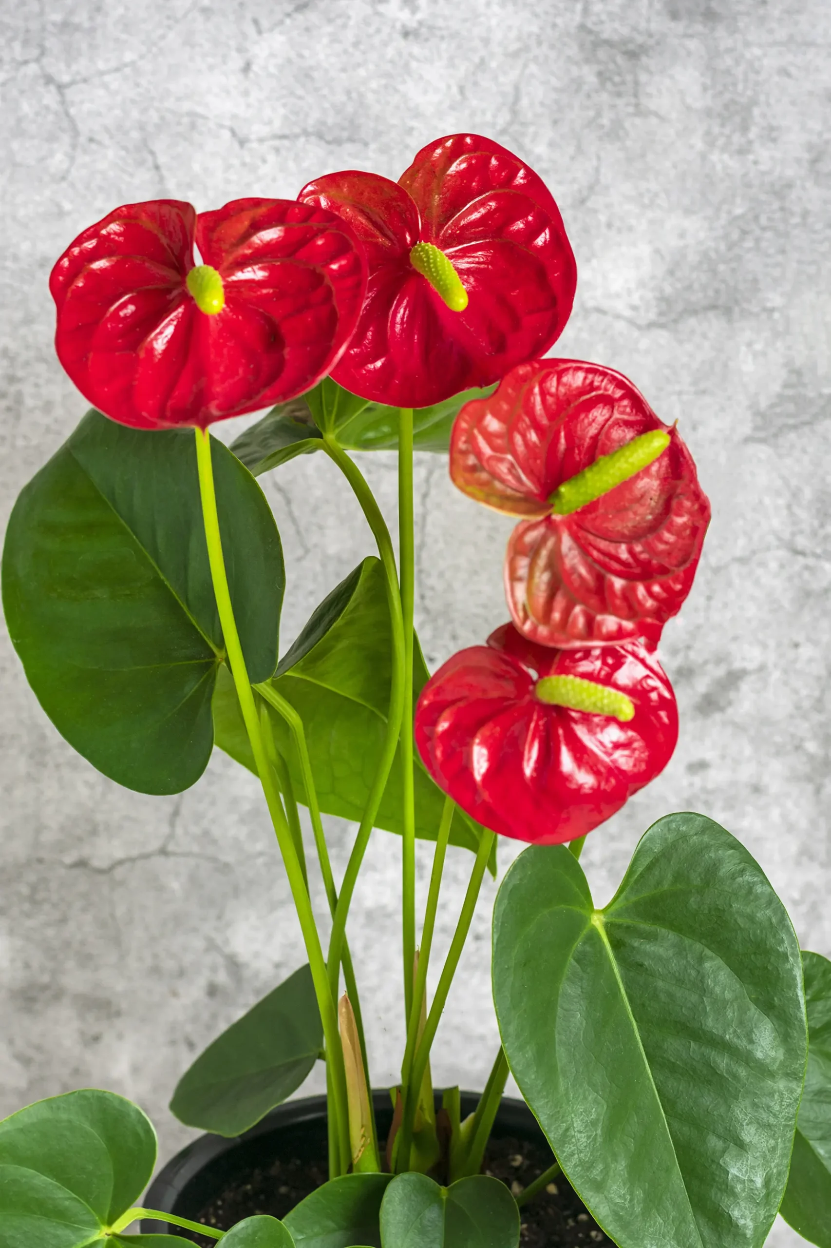 bouquet flowers Anthurium Flower