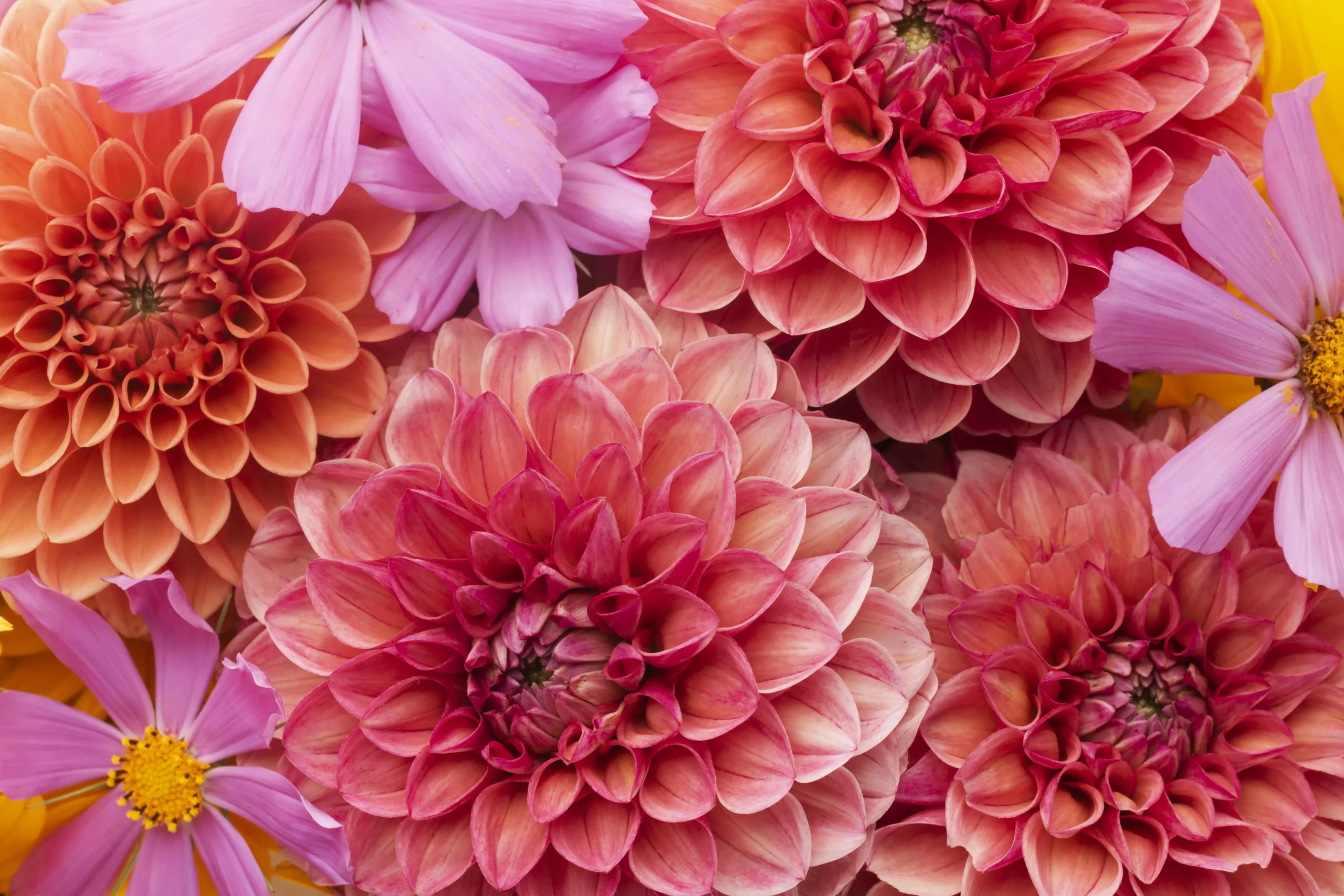 bouquet flowers chrysantemum