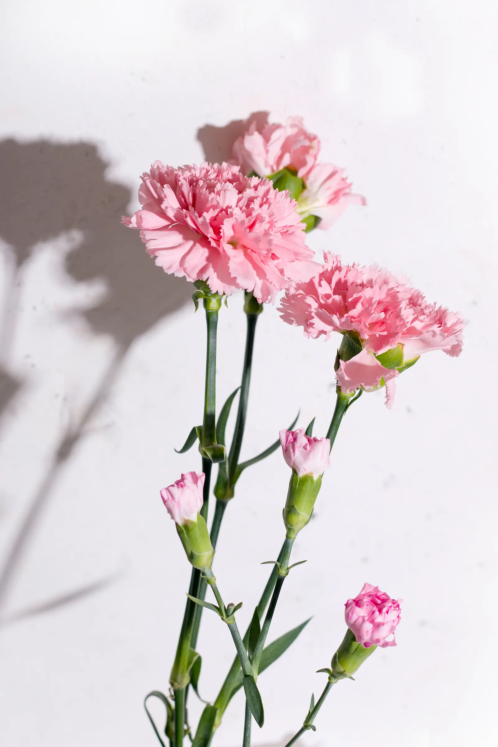bouquet flowers Carnation