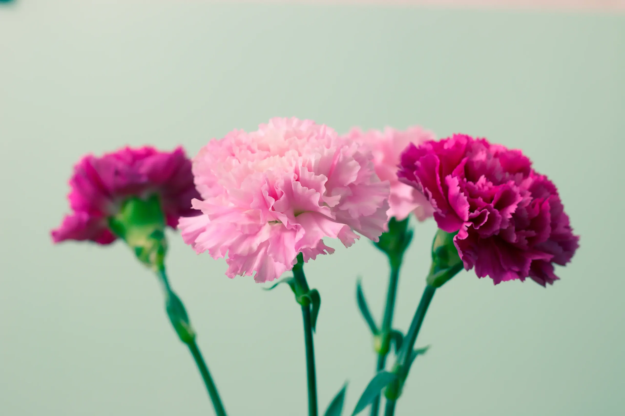 bouquet flowers Carnation