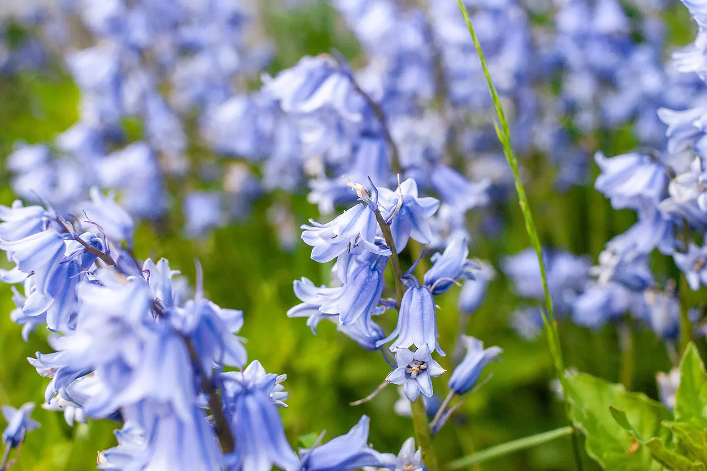 bouquet flowers orchids