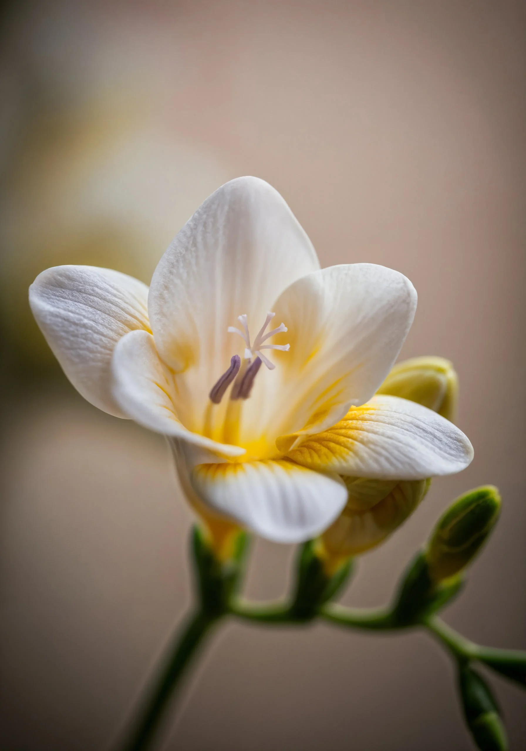 bouquet flowers freesia