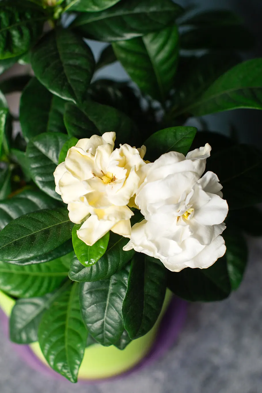 bouquet flowers gardenia