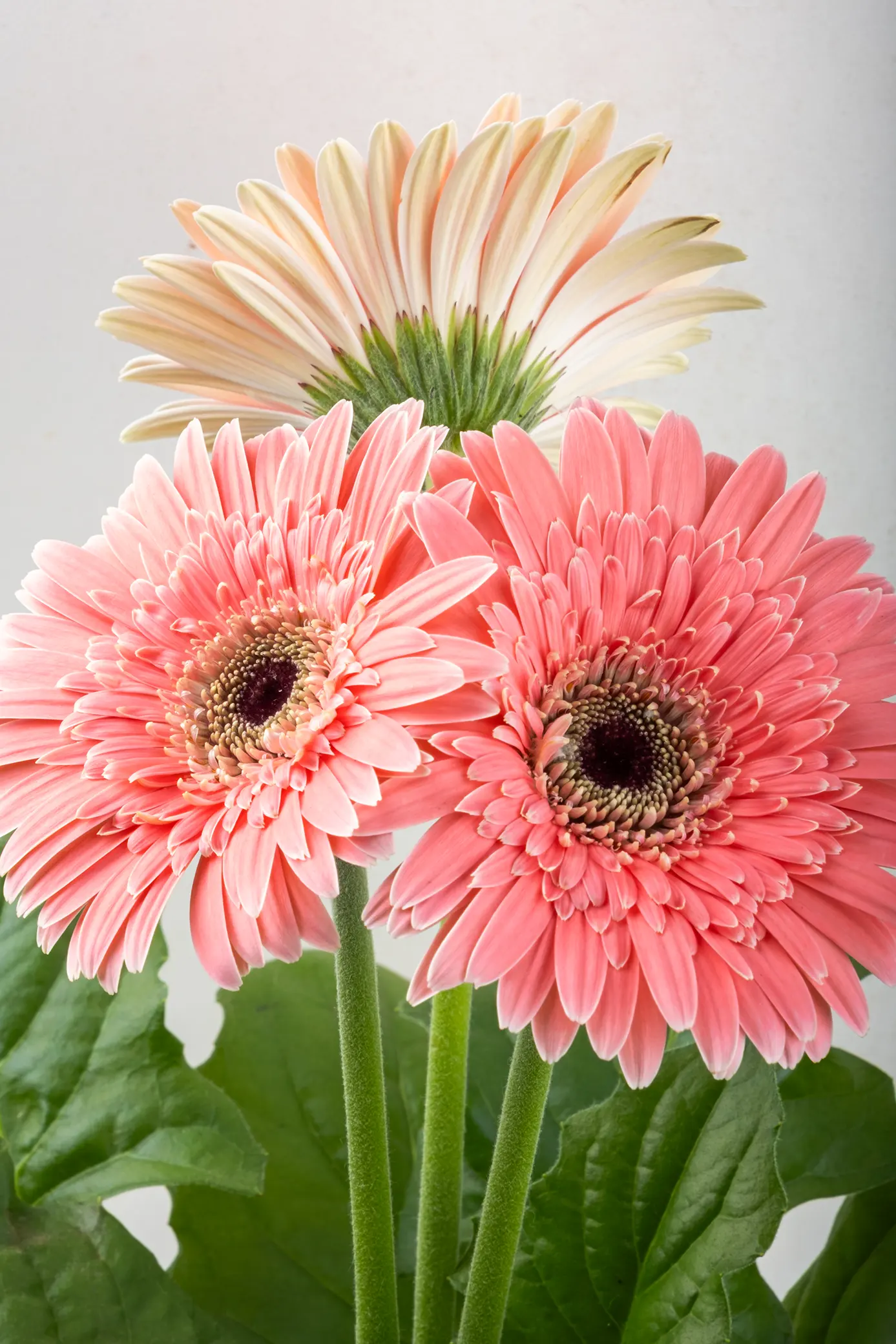 bouquet flowers gerbera