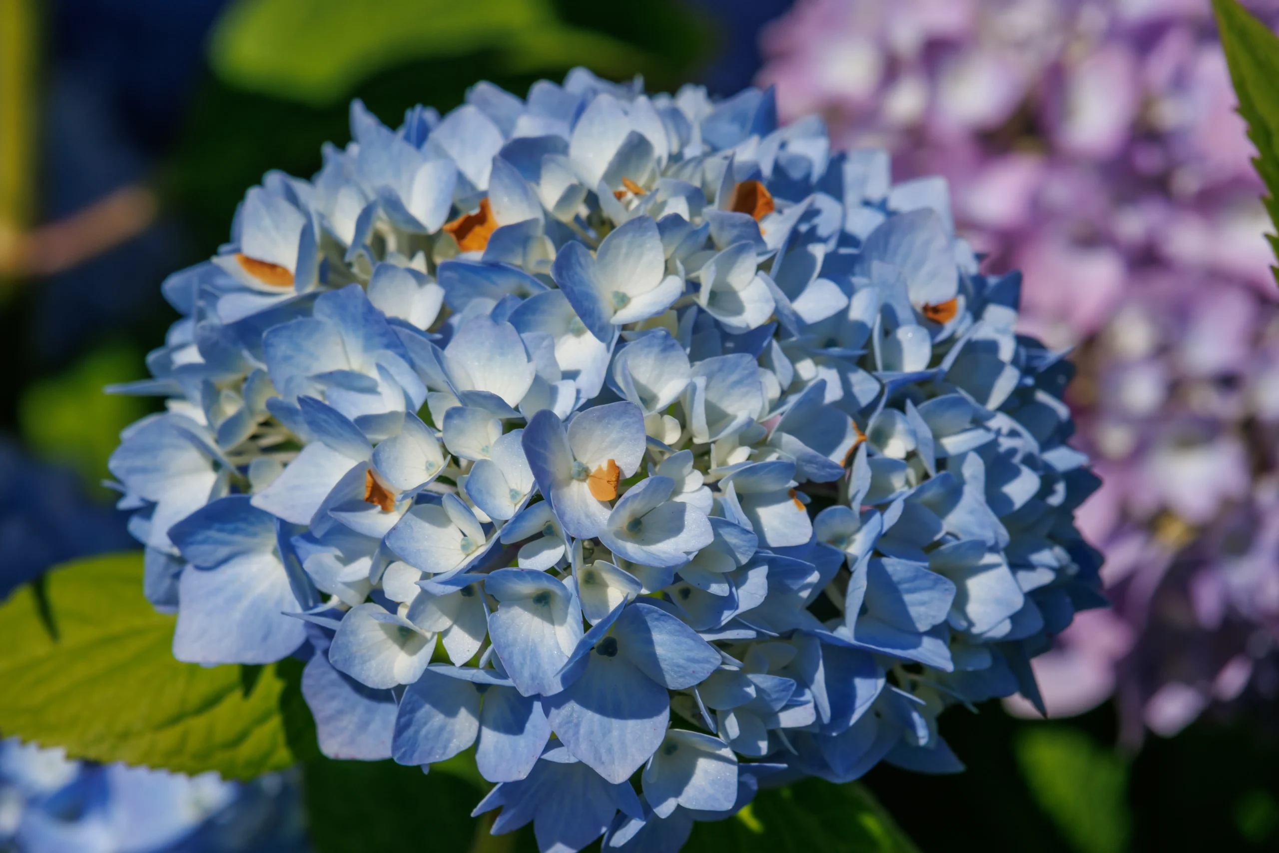 bouquet flowers hydrangea