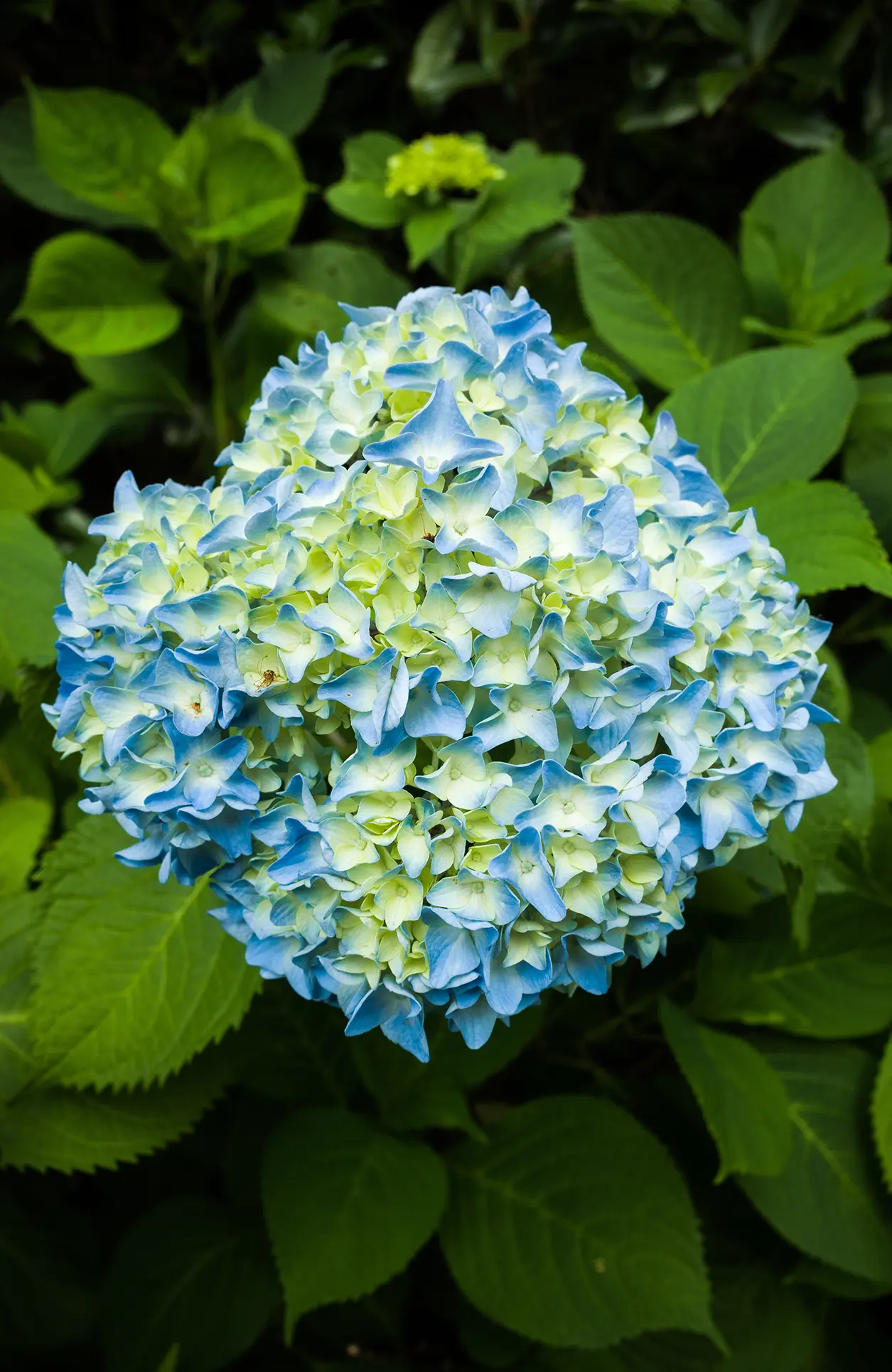 bouquet flowers hydrangea