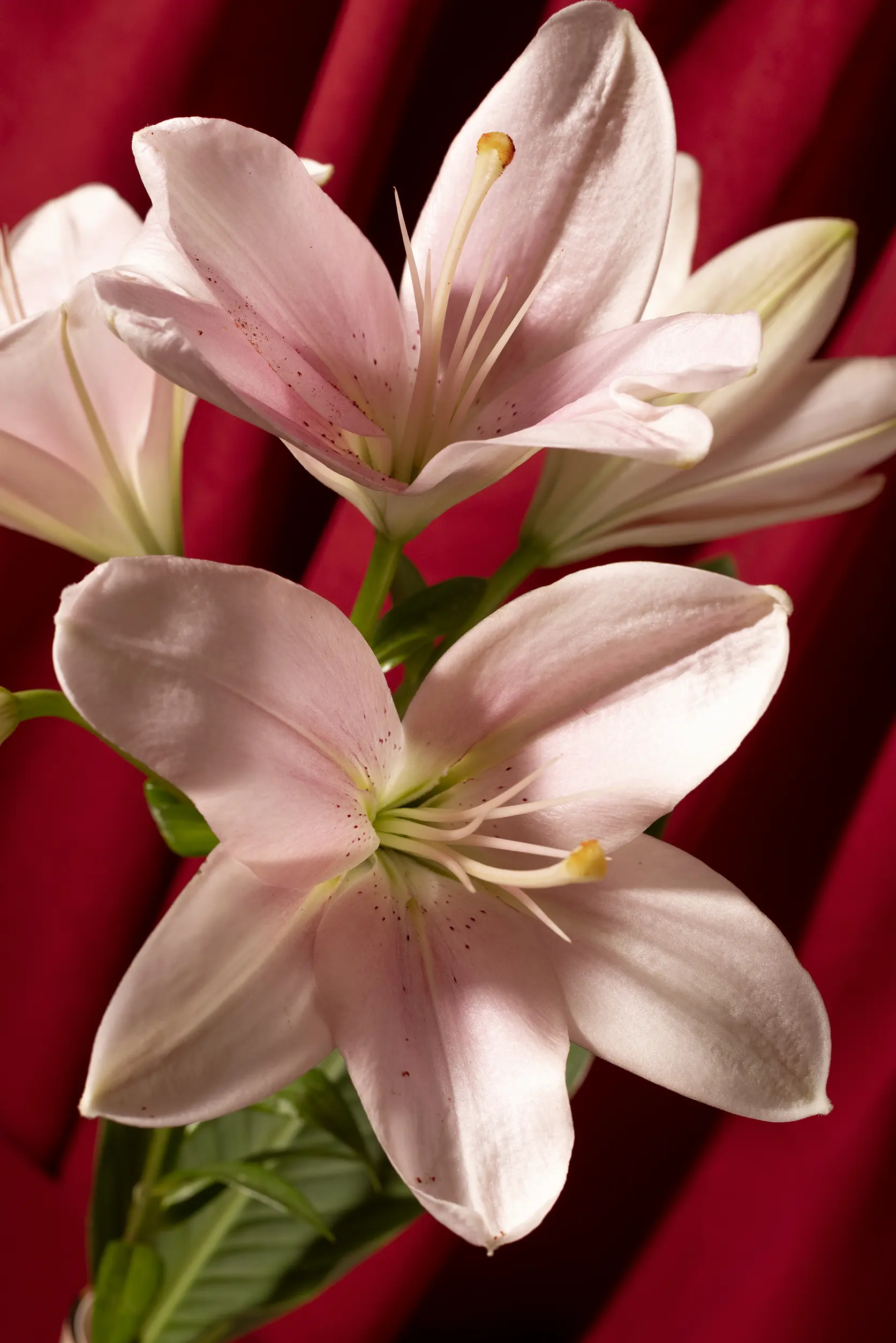 bouquet flowers lily oriental