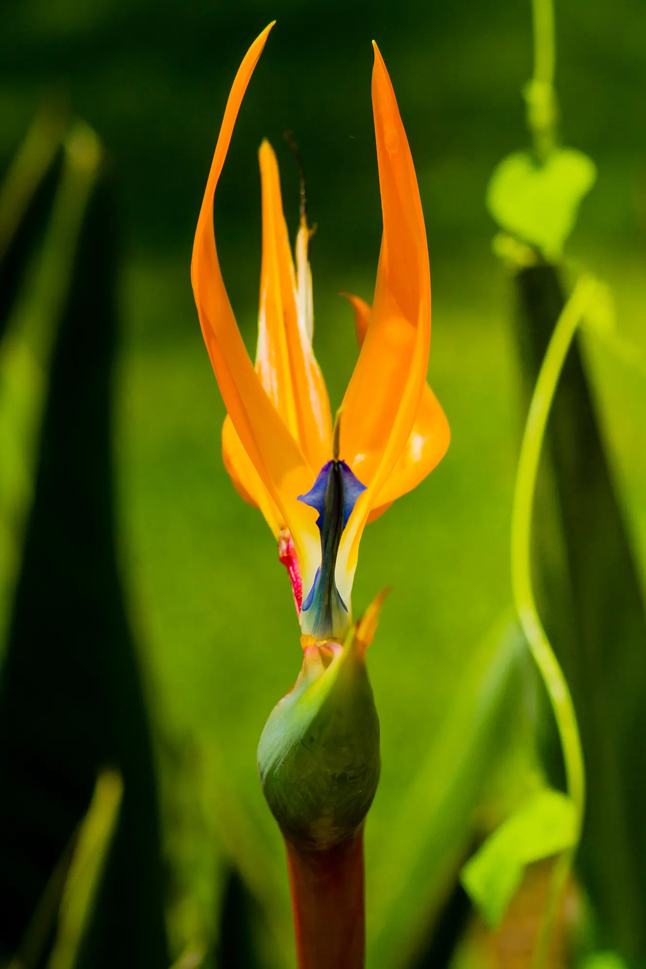 bouquet flowers Bird of Paradise