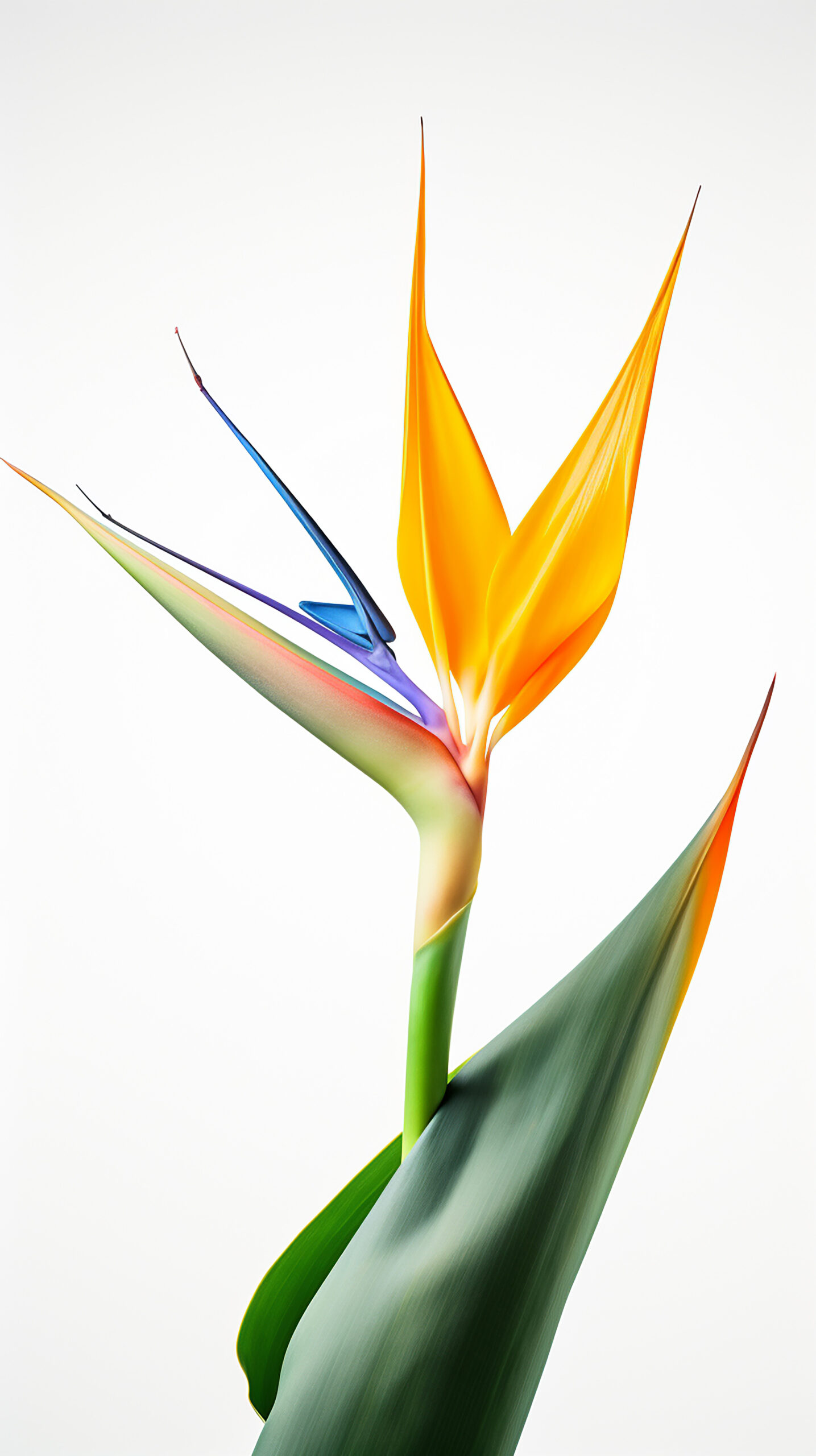 bouquet flowers Bird of Paradise
