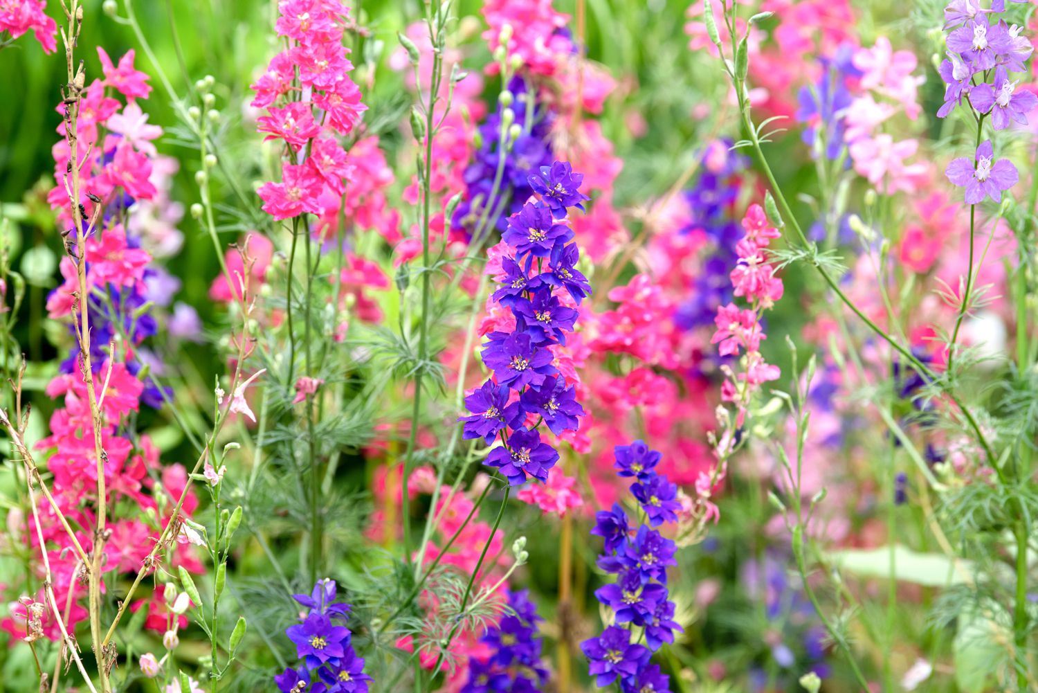 bouquet flowers Snapdragon